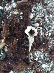 Phocoena phocoena relicta