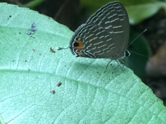 Jamides alecto ageladas