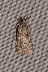 Scoparia basistrigalis