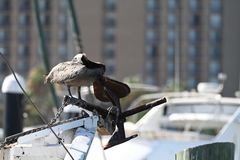 Pelecanus occidentalis