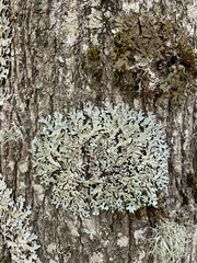 Parmelina carporrhizans