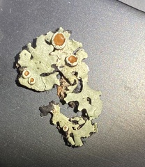 Parmelina carporrhizans