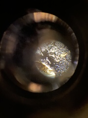 Parmelina carporrhizans