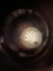 Parmelina carporrhizans