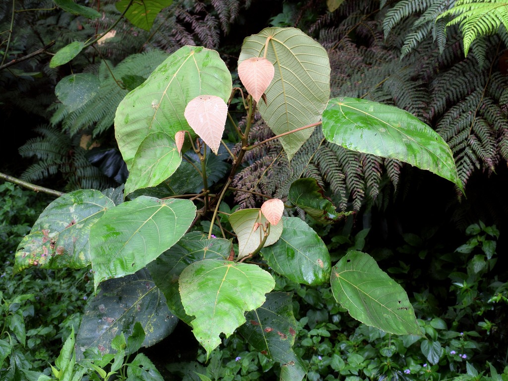 Macaranga rhizinoides