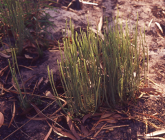Pteris platyzomopsis