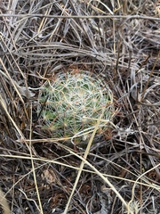 Mammillaria wrightii