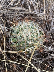 Mammillaria wrightii
