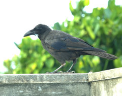 Corvus macrorhynchos osai