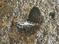 Jamides alecto ageladas