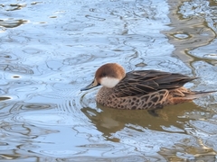 Anas bahamensis × georgica