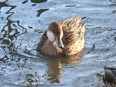 Anas bahamensis × georgica