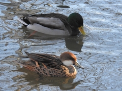 Anas bahamensis × georgica