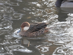 Anas bahamensis × georgica