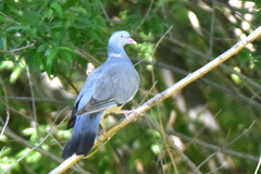 Columba palumbus casiotis