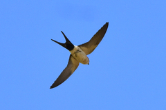 Cecropis daurica rufula