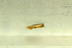 Batia lunaris