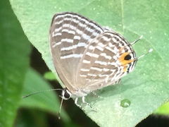 Jamides alecto ageladas