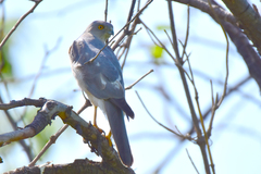 Accipiter badius cenchroides
