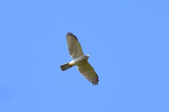 Accipiter badius cenchroides