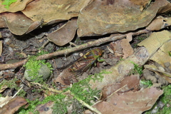 Vagitanus terminalis