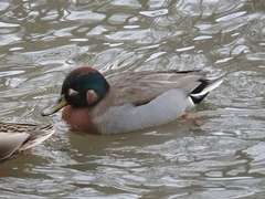 Anas crecca × platyrhynchos