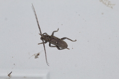 Eburia mutica