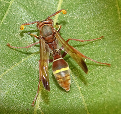 Polistes africanus