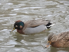 Anas crecca × platyrhynchos