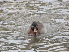 Anas crecca × platyrhynchos