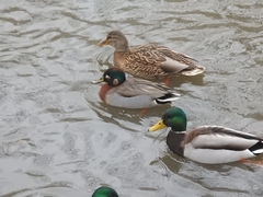 Anas crecca × platyrhynchos