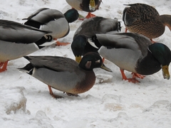 Anas crecca × platyrhynchos