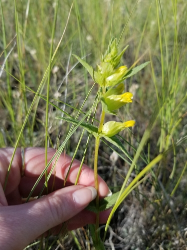 Northern yellow rattle (Rhinanthus groenlandicus)
