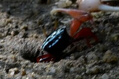 Paraleptuca splendida