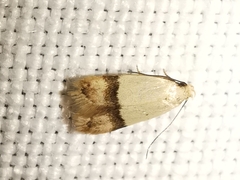 Odites kollarella