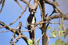 Dendrocopos leucopterus