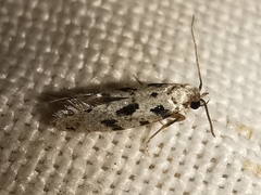 Nemapogon nevadella