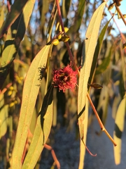 Eucalyptus viminalis viminalis