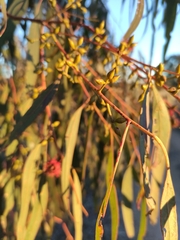 Eucalyptus viminalis viminalis