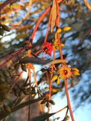 Eucalyptus viminalis viminalis