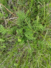 Artemisia tanacetifolia