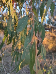 Eucalyptus viminalis viminalis