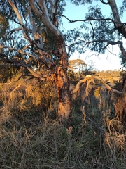 Eucalyptus viminalis viminalis