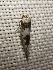 Episcythris triangulella