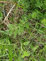 Artemisia tanacetifolia