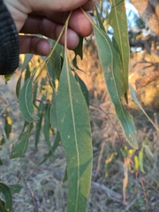 Eucalyptus viminalis viminalis