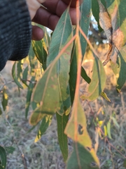Eucalyptus viminalis viminalis