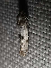 Episcythris triangulella