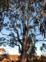 Eucalyptus viminalis viminalis