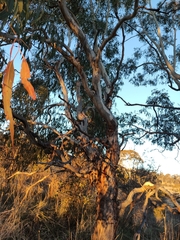 Eucalyptus viminalis viminalis